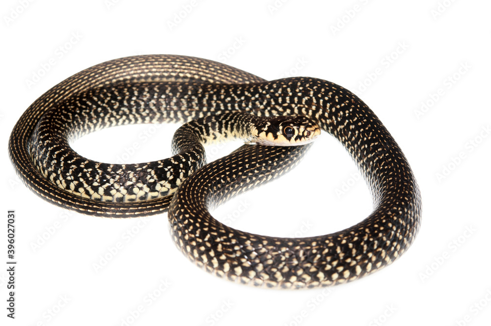 Fototapeta premium Western whip snake (Hierophis viridiflavus) on white background, Italy.