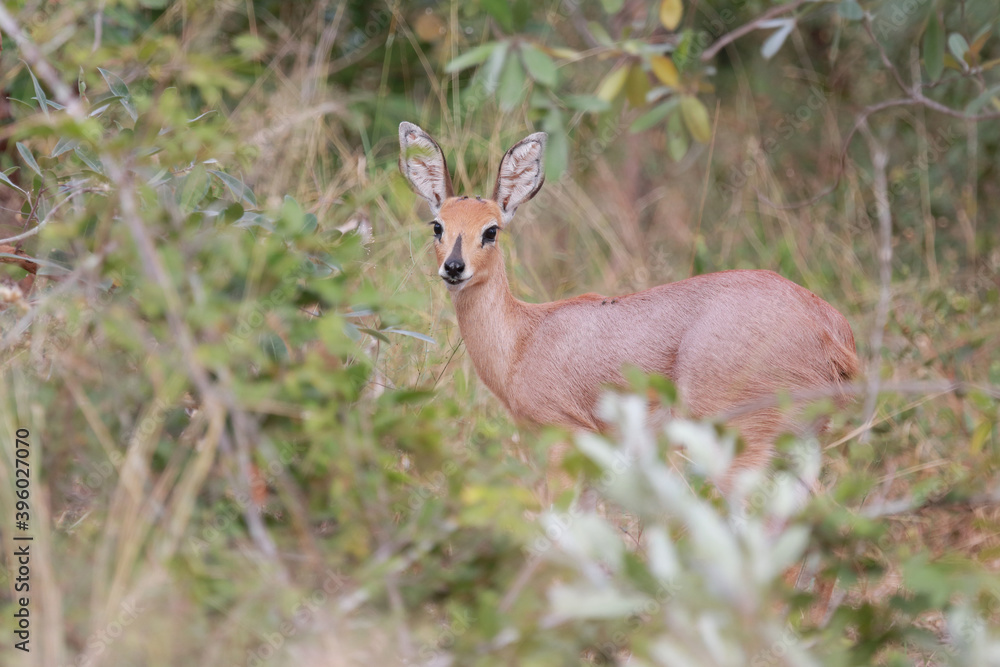 Afrikanischer Steinbock / Steenbok / Raphicerus campestris Afrikanischer Steinbock / Steenbok / Raphicerus campestris