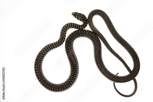 Western whip snake (Hierophis viridiflavus) on white background, Italy.