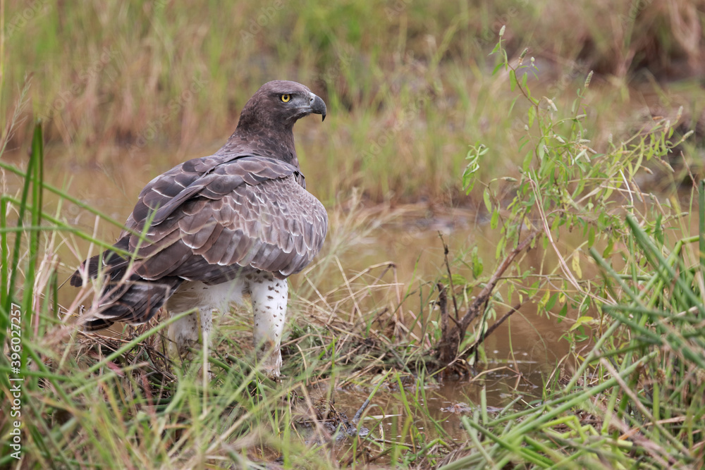 Fototapeta premium Kampfadler / Martial Eagle / Polemaetus bellicosus