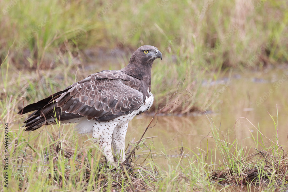 Obraz premium Kampfadler / Martial Eagle / Polemaetus bellicosus