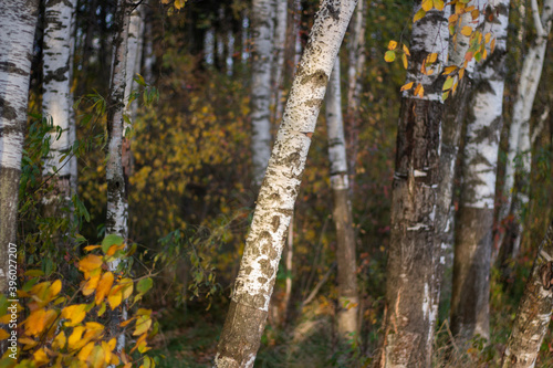 Birch grove in sunlight. Birches grow in the forest. Beautiful background with autumn colors.