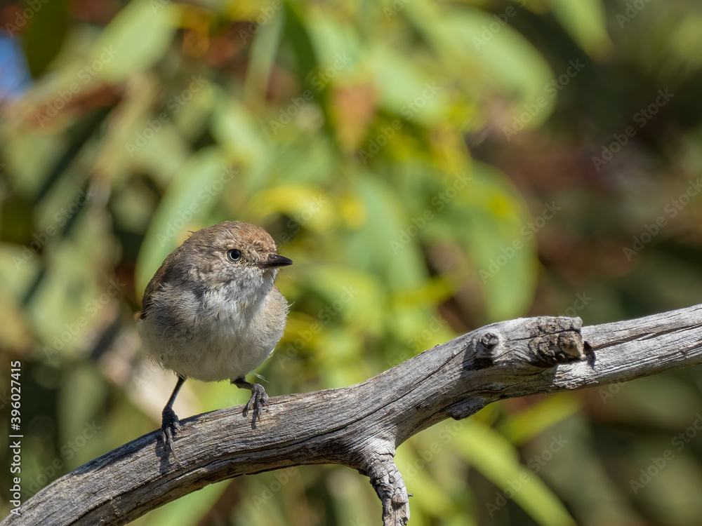 A small brownish gray bird with thin pointed bill and a vivid chestnut rump known as a Chestnut-rumped Thornbill (Acanthiza uropygialis) perched on a branch. A small brownish gray bird with thin pointed bill and a vivid chestnut rump known as a Chestnut-rumped Thornbill (Acanthiza uropygialis) perched on a branch.