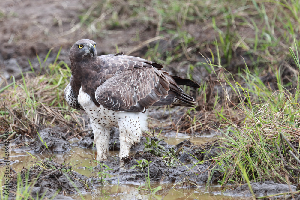 Obraz premium Kampfadler / Martial Eagle / Polemaetus bellicosus