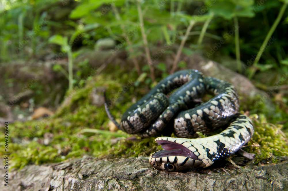 grass snake playing dead