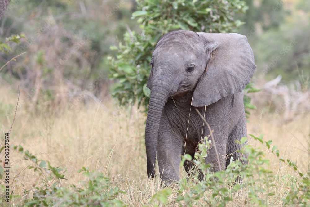 Obraz premium Afrikanischer Elefant / African elephant / Loxodonta africana