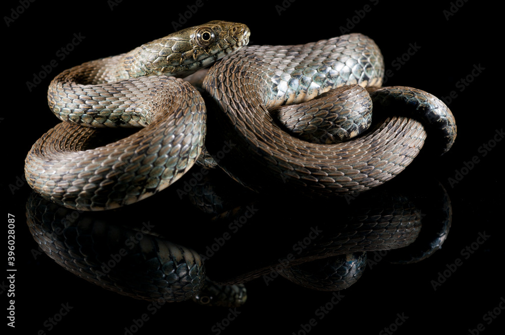 Fototapeta premium Dice snake (Natrix tessellata) on black background, Italy.