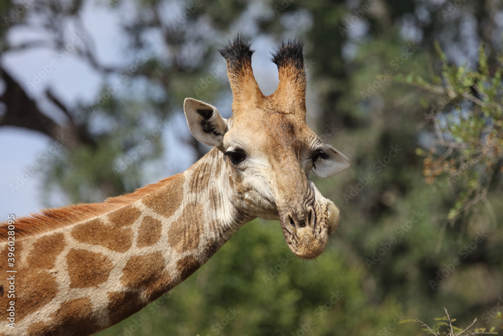 Naklejka premium Giraffe / Giraffe / Giraffa Camelopardalis