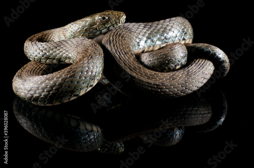 Dice snake (Natrix tessellata) on black background, Italy.