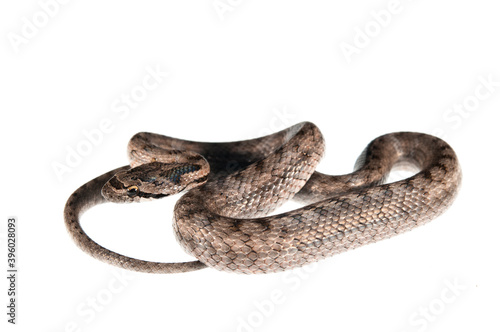 Southern smooth snake (Coronella girondica) on white background, Italy.