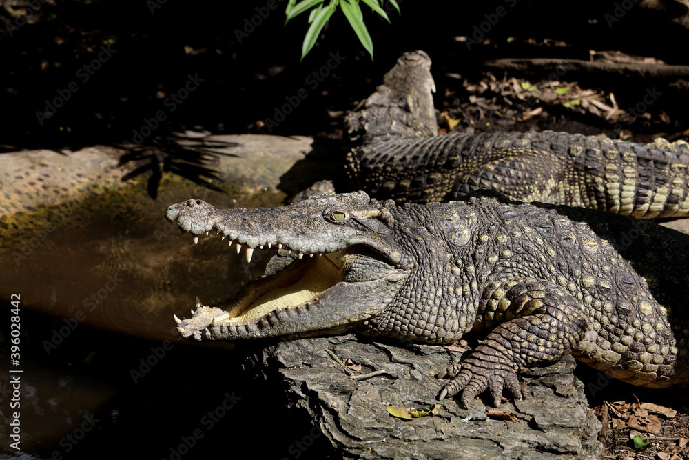 Obraz premium Close up head crocodile is show mouse in thailand. (focus eye)