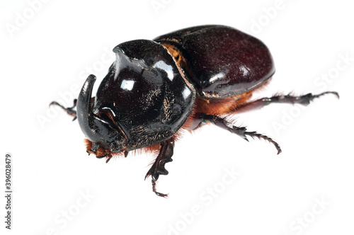 European rhinoceros beetle (Oryctes nasicornis) on white background, Italy. © Federico