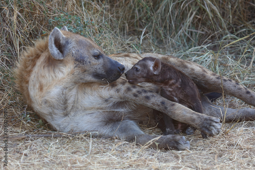 Tüpfelhyäne / Spotted Hyaena / Crocuta crocuta. Tüpfelhyäne / Spotted Hyaena / Crocuta crocuta.