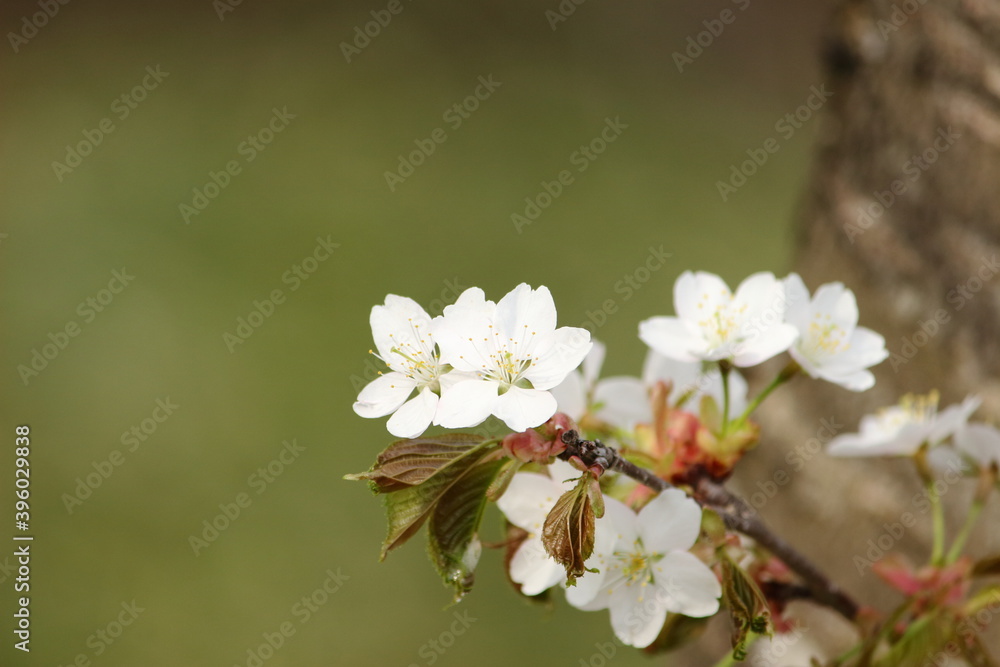 山桜