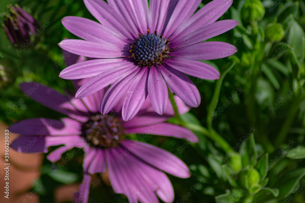 Obraz premium bee on a flower