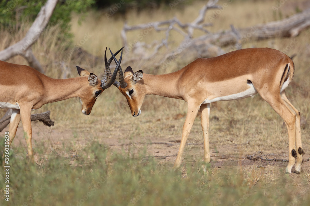 Schwarzfersenantilope / Impala / Aepyceros melampus Schwarzfersenantilope / Impala / Aepyceros melampus