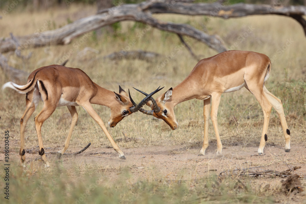 Schwarzfersenantilope / Impala / Aepyceros melampus Schwarzfersenantilope / Impala / Aepyceros melampus