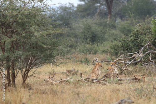 Gepard   Cheetah   Acinonyx jubatus