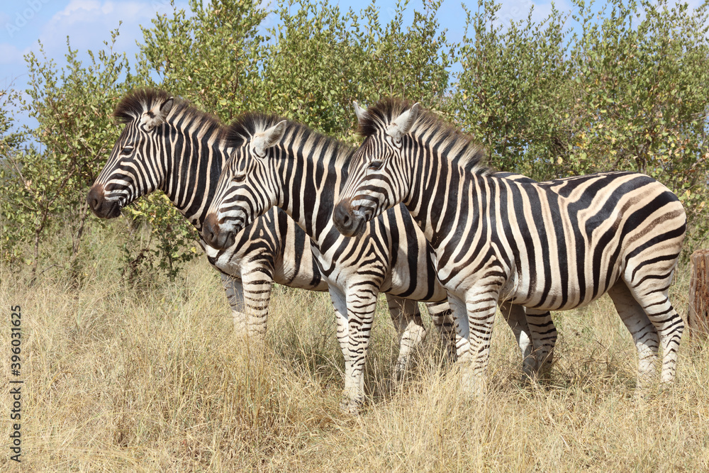 Fototapeta premium Steppenzebra / Burchell's zebra / Equus burchellii