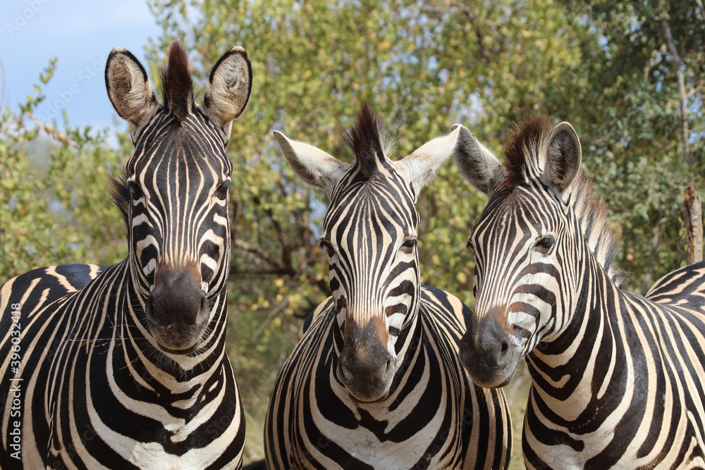 Fototapeta premium Steppenzebra / Burchell's zebra / Equus burchellii