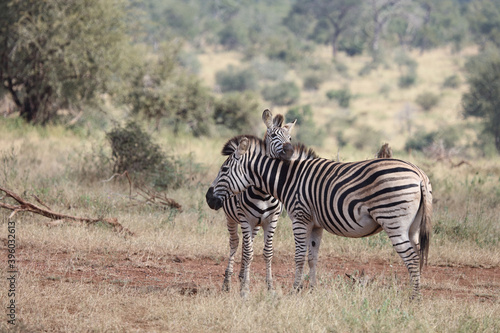 Steppenzebra   Burchell s Zebra   Equus burchellii...