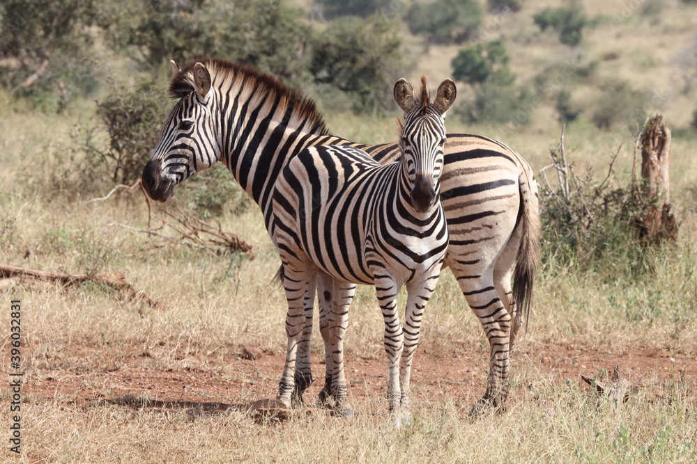 Steppenzebra / Burchell's Zebra / Equus burchellii... Steppenzebra / Burchell's Zebra / Equus burchellii...