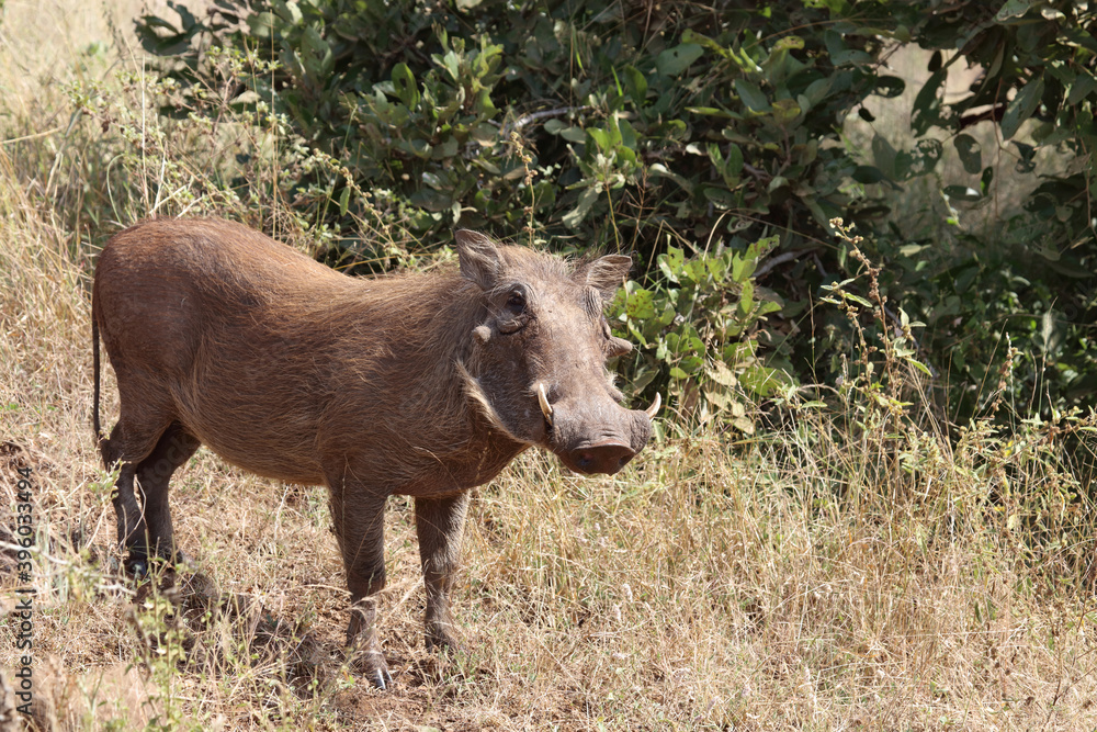 Warzenschwein / Warthog / Phacochoerus africanus Warzenschwein / Warthog / Phacochoerus africanus