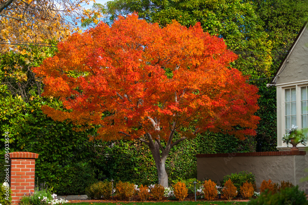 Obraz premium Fall Color in California in Late November