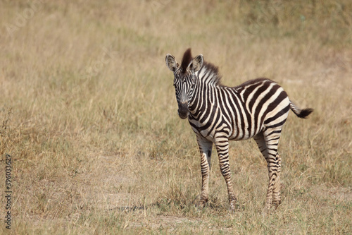 Steppenzebra   Burchell s Zebra   Equus burchellii...