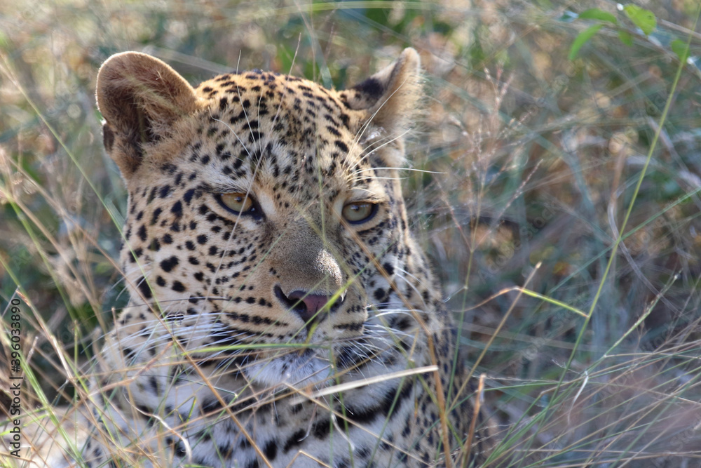 Naklejka premium Leopard / Leopard / Panthera pardus.