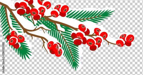 Snow covered Red seeds branch