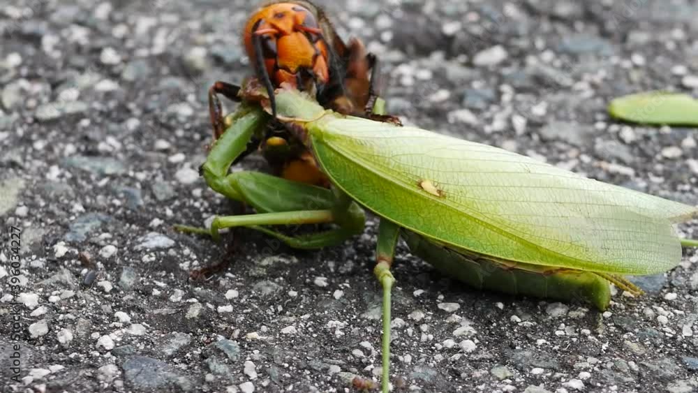 Praying Mantis Was Eaten By Japanese Giant Hornet Eating On The Asphalt Floor Close Up Stock