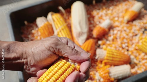hand and yellow harvesting  corn