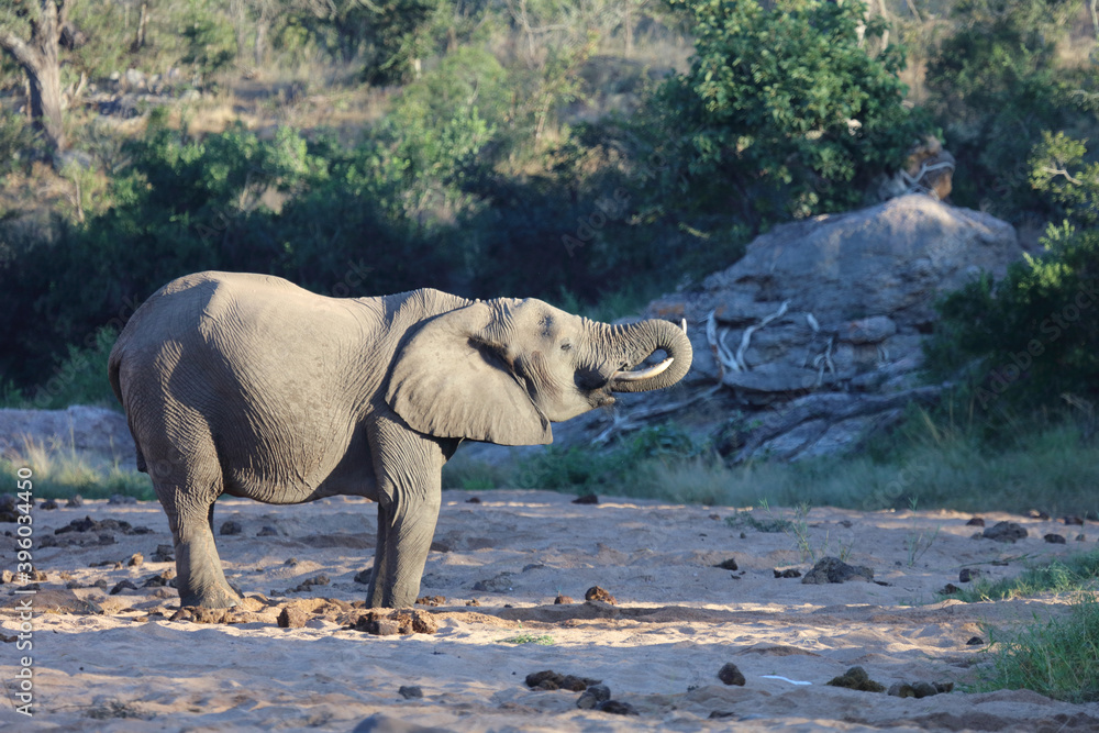 Fototapeta premium Afrikanischer Elefant / African elephant / Loxodonta africana