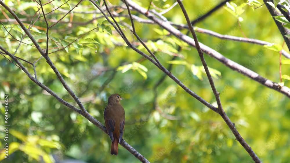 bird (Blue-and-white flycatcher ) female on a branch bird (Blue-and-white flycatcher ) female on a branch