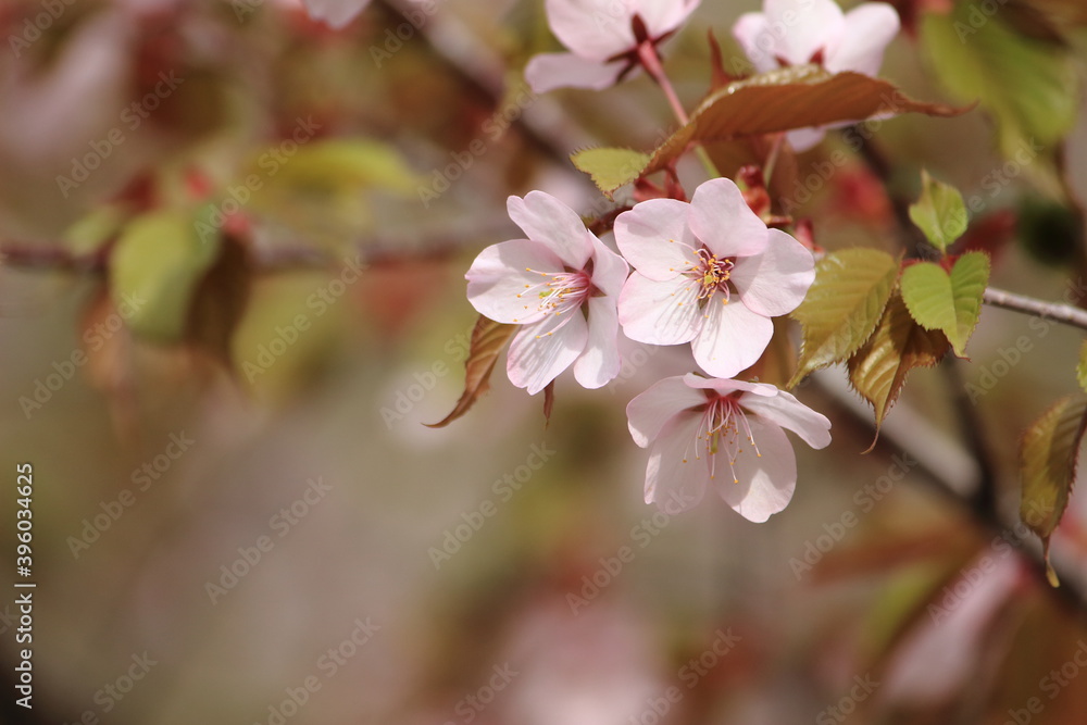 山桜 山桜