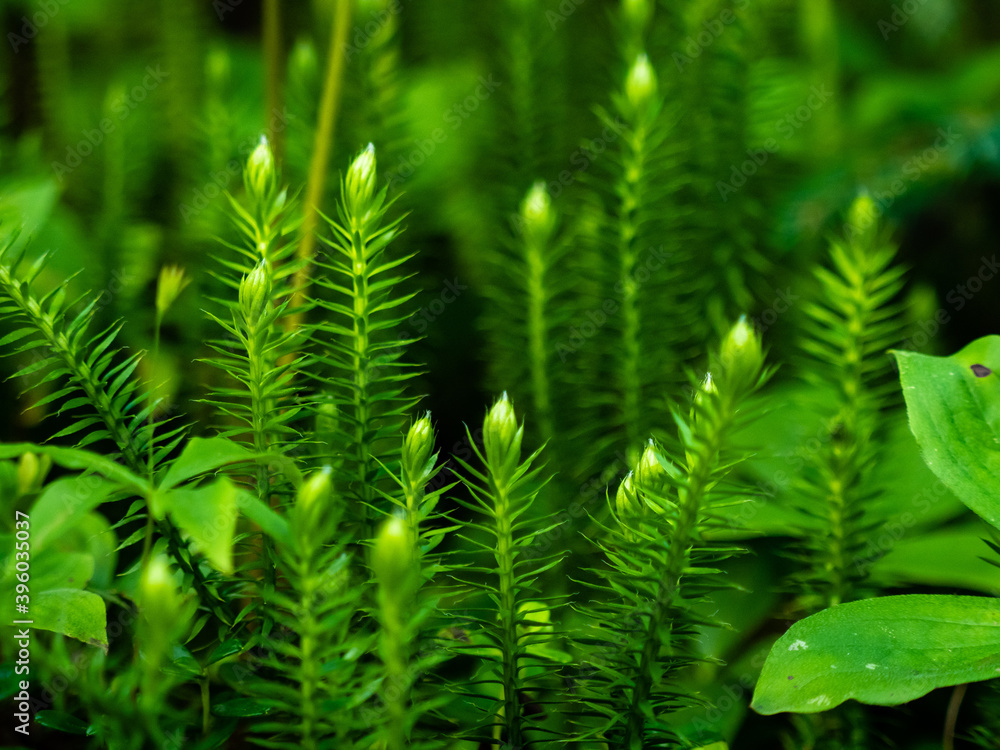 Green plants in Canadian northern forest. Green plants in Canadian northern forest.