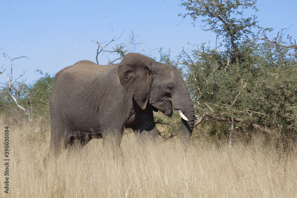Afrikanischer Elefant / African elephant / Loxodonta africana Afrikanischer Elefant / African elephant / Loxodonta africana