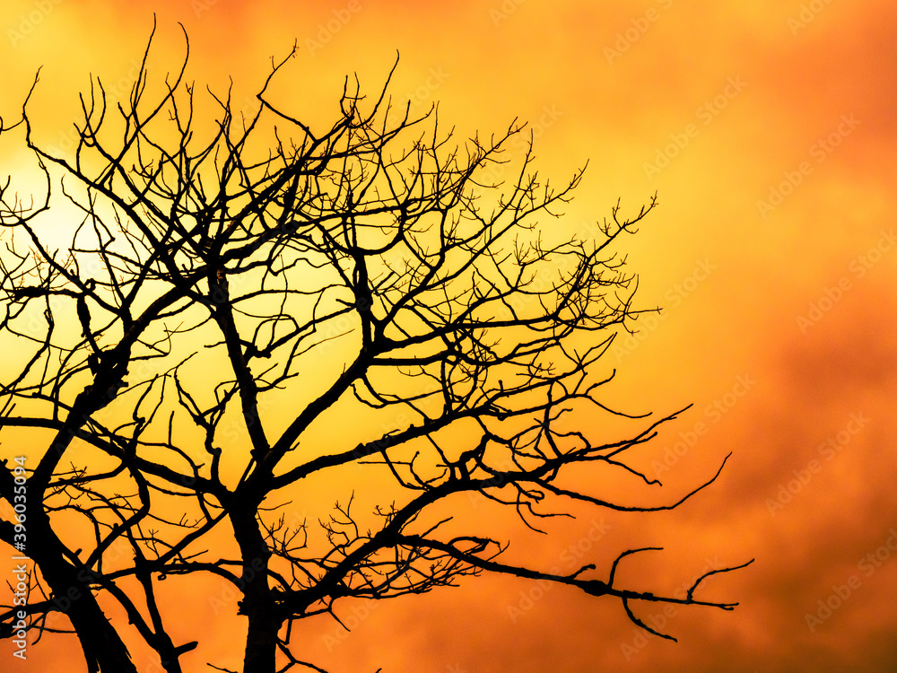 A tree with a surreal orange cloudy sky.