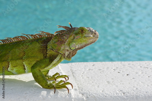 Green Iguana at Swimming Pool