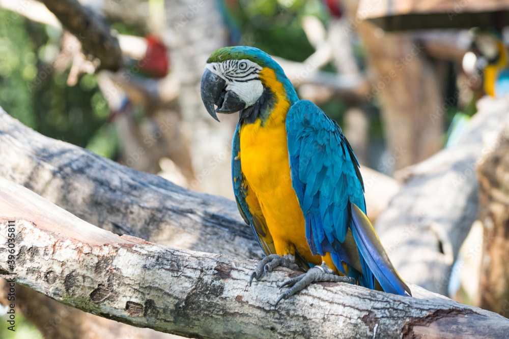 Close up Bird Blue-and-yellow macaw standing on branch of tree