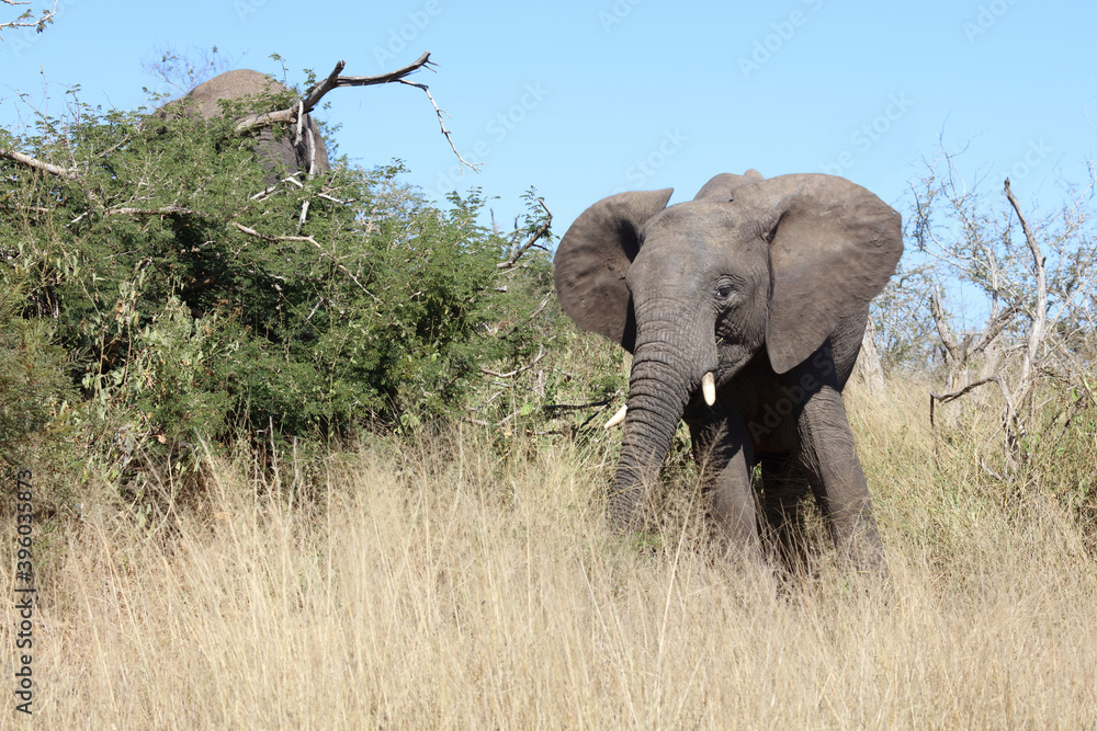 Afrikanischer Elefant / African elephant / Loxodonta africana Afrikanischer Elefant / African elephant / Loxodonta africana