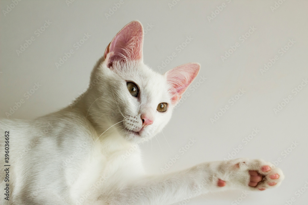 The Deaf One Turkish Angora or Ankara Cat,Kitten on white surface with copy space.