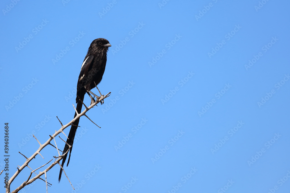 Schachwürger / Long-tailed shrike - Magpie shrike / Lanius schach. Schachwürger / Long-tailed shrike - Magpie shrike / Lanius schach.