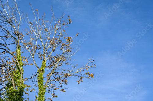 Invasive English Ivy growing up a leafless fall tree against a blue sky 