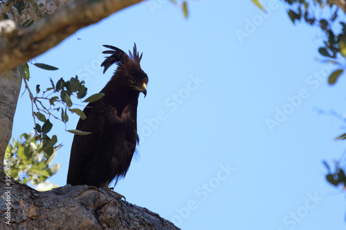 Schopfadler / Long-crested eagle / Lophaetus occipitalis photo