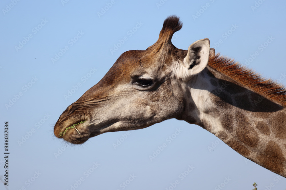 Αυτοκόλλητο Giraffe / Giraffe / Giraffa Camelopardalis