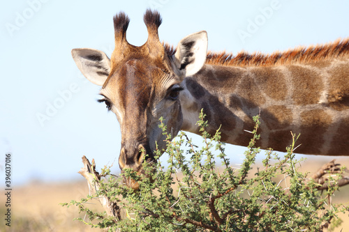 Photography Giraffe / Giraffe / Giraffa Camelopardalis
