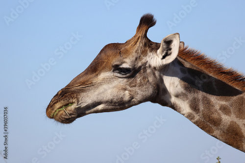 Photography Giraffe / Giraffe / Giraffa Camelopardalis