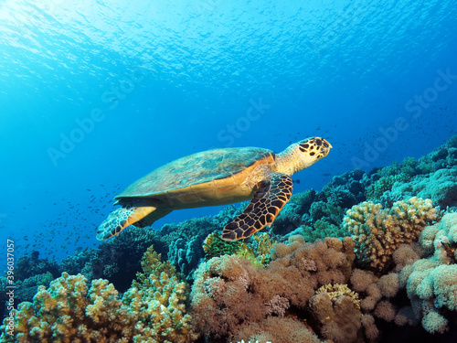 Fototapeta Naklejka Na Ścianę i Meble -  A Hawksbill turtle Eretmochelys imbricata swimming over a beautiful Red Sea coral reef